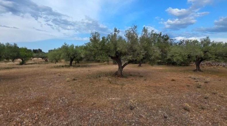 Tarragona - l'Ametlla de Mar - 45150m2