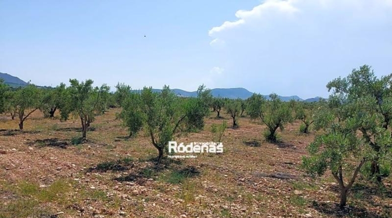 Murcia - Jumilla - 16952m2