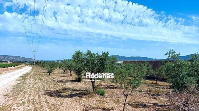 Murcia - Jumilla - 16952m2