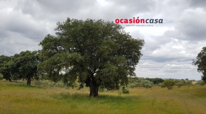 Córdoba - Torrecampo - 200000m2