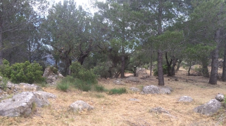 Alicante - Vall de Laguart - 13000m2
