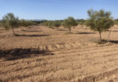 Terreny no urbanitzable en venda a la España, Almansa, ref.: TR117545 foto