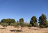 Terreny no urbanitzable en venda a la España, Almansa, ref.: TR117545 foto