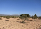 Terreny no urbanitzable en venda a la España, Almansa, ref.: TR117545 foto