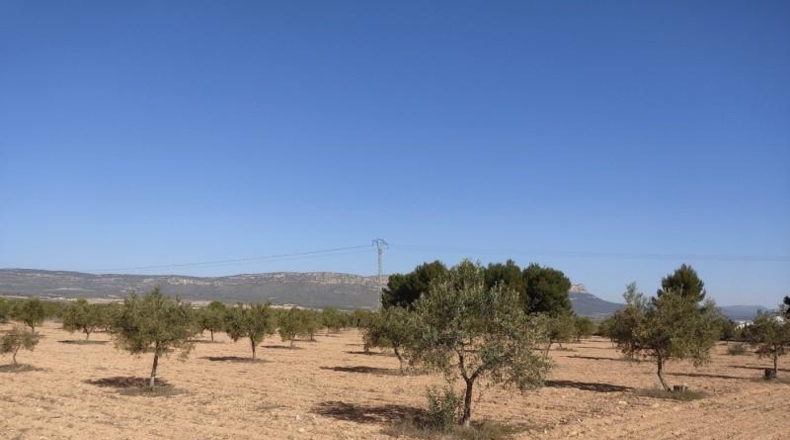 Albacete - Almansa - 15000m2