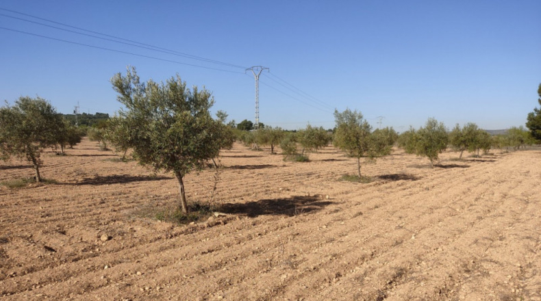 Albacete - Almansa - 15000m2