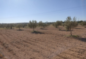 Terreny no urbanitzable en venda a la España, Almansa, ref.: TR117545 foto