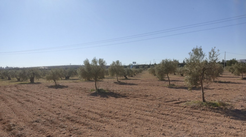 Albacete - Almansa - 15000m2