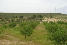 Favanella 65000&nbsp;m² 