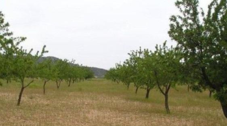 Murcia - Abanilla - 65000m2