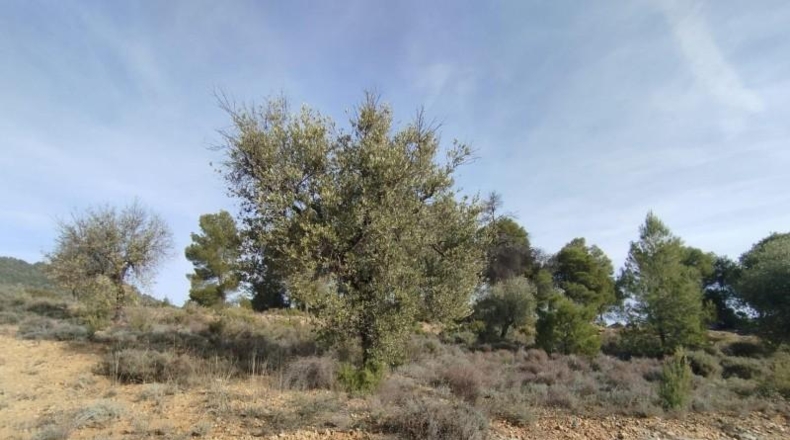 Teruel - Valderrobres - 3056m2