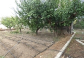 Chalet independiente con terreno en venta en la España, Molina de Segura, ref: TR167959 foto