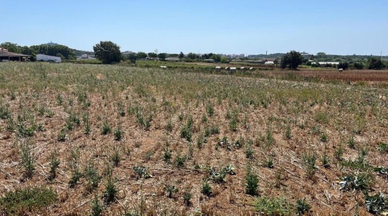 Barcelona - Tordera - 15259m2