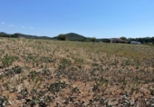 Terreny no urbanitzable en venda a la España, Tordera, ref.: TR177778 foto