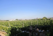 Non-developable land for sale on España, Novelda, ref: TR129235 photo
