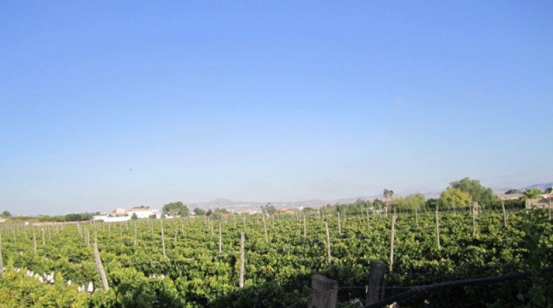 Alicante - Novelda - 11000m2