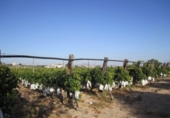 Non-developable land for sale on España, Novelda, ref: TR129235 photo