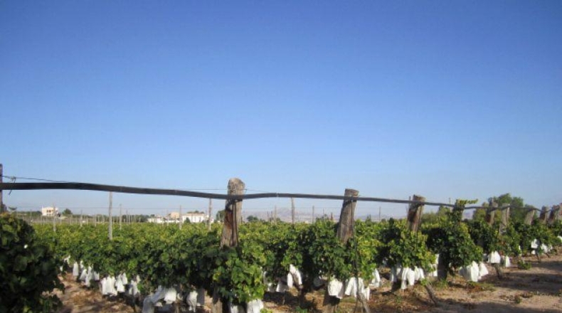 Alicante - Novelda - 11000m2