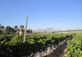 Non-developable land for sale on España, Novelda, ref: TR129235 photo