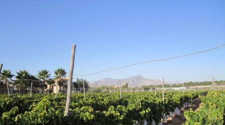 Alicante - Novelda - 11000m2