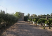 Non-developable land for sale on España, Novelda, ref: TR129235 photo