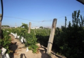 Non-developable land for sale on España, Novelda, ref: TR129235 photo