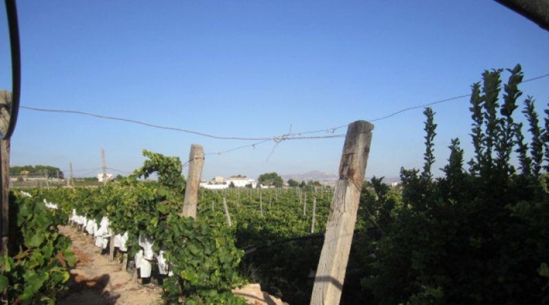 Alicante - Novelda - 11000m2