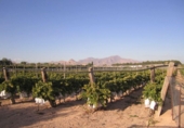 Non-developable land for sale on España, Novelda, ref: TR129235 photo