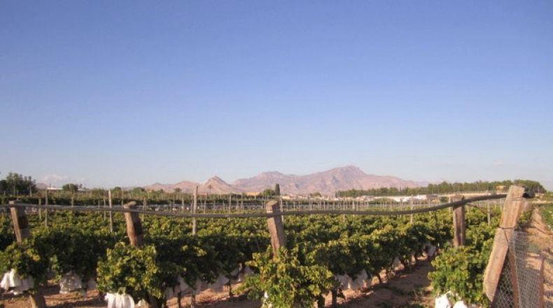 Alicante - Novelda - 11000m2