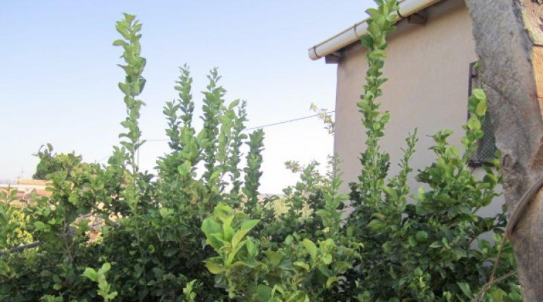Alicante - Novelda - 11000m2