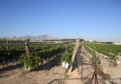 Non-developable land for sale on España, Novelda, ref: TR129235 photo