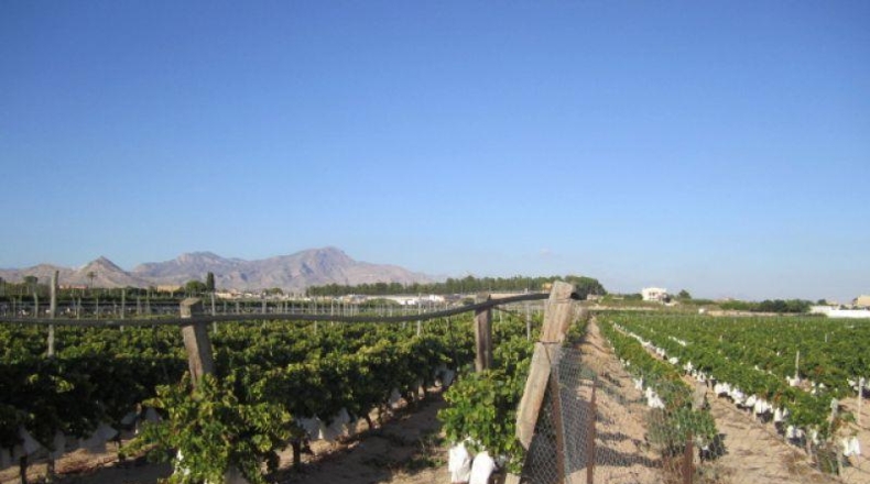 Alicante - Novelda - 11000m2