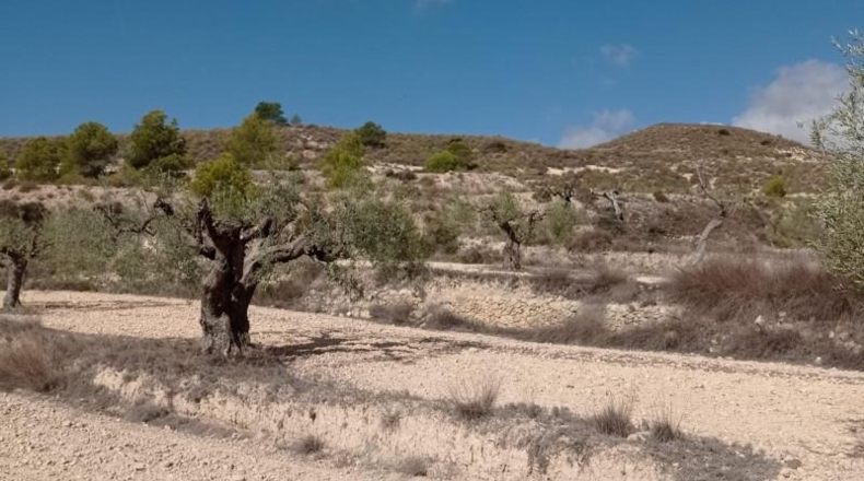 Alicante - Hondón de las Nieves - 58269m2