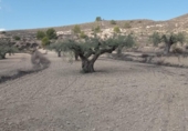 Terreny no urbanitzable en venda a la España, el Fondó de les Neus, ref.: TR236791 foto