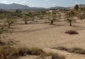 Terreny no urbanitzable en venda a la España, el Fondó de les Neus, ref.: TR236791 foto