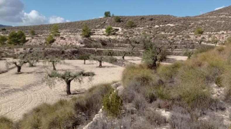 Alicante - Hondón de las Nieves - 58269m2