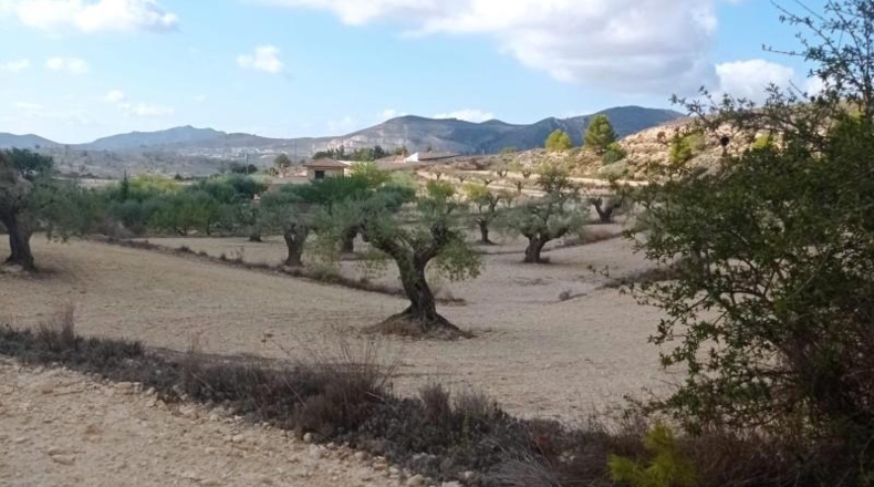 Alicante - Hondón de las Nieves - 58269m2