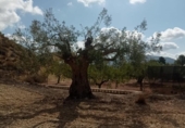 Terreny no urbanitzable en venda a la España, el Fondó de les Neus, ref.: TR236791 foto