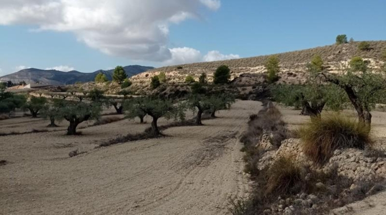 Alicante - Hondón de las Nieves - 58269m2