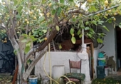 Casa de poble en venda a la España, Cabra, ref.: TR291971 foto