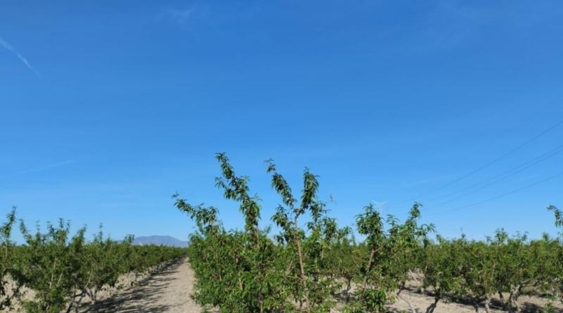Murcia - Totana - 17000m2