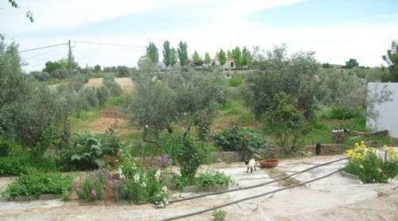 Ciudad Real - Valdepeñas - 10000m2