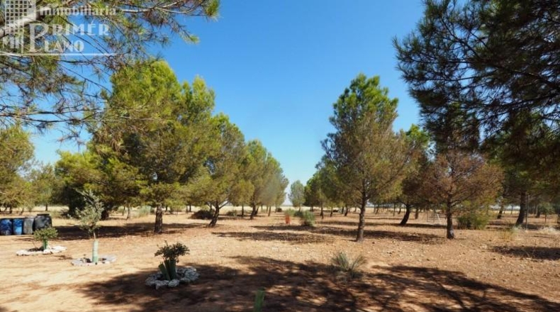 Ciudad Real - Tomelloso - 74904m2