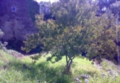 Land suitable for development for sale on España, Redondela, ref: TR115135 photo