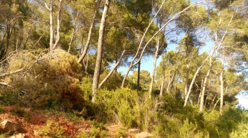 Barcelona - Corbera de Llobregat - 1231m2
