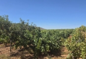 Terreno no urbanizable en venta en la España, Laujar de Andarax, ref: TR328543 foto