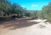 Terreno no urbanizable en venta en la España, el Perelló, ref: TR113415 foto