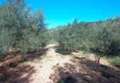 Terreno no urbanizable en venta en la España, el Perelló, ref: TR113415 foto