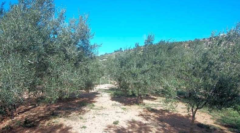 Tarragona - el Perelló - 16000m2