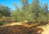 Terreno no urbanizable en venta en la España, el Perelló, ref: TR113415 foto